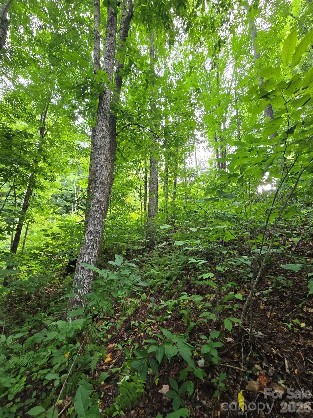 108 Tenderfoot Trail #108 & 109 Maggie Valley, NC 28751