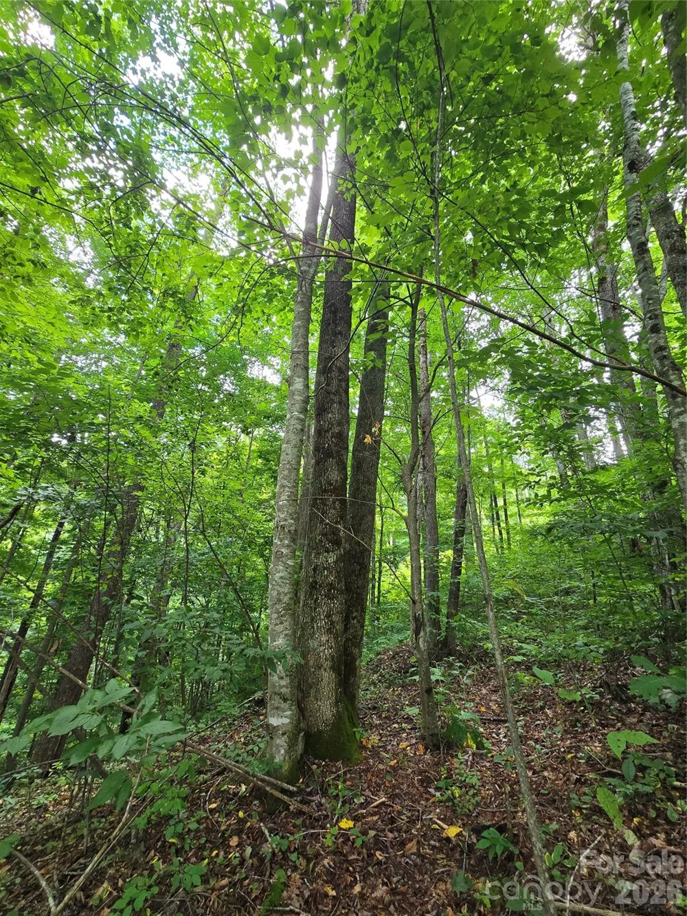 108 Tenderfoot Trail #108 & 109 Maggie Valley, NC 28751