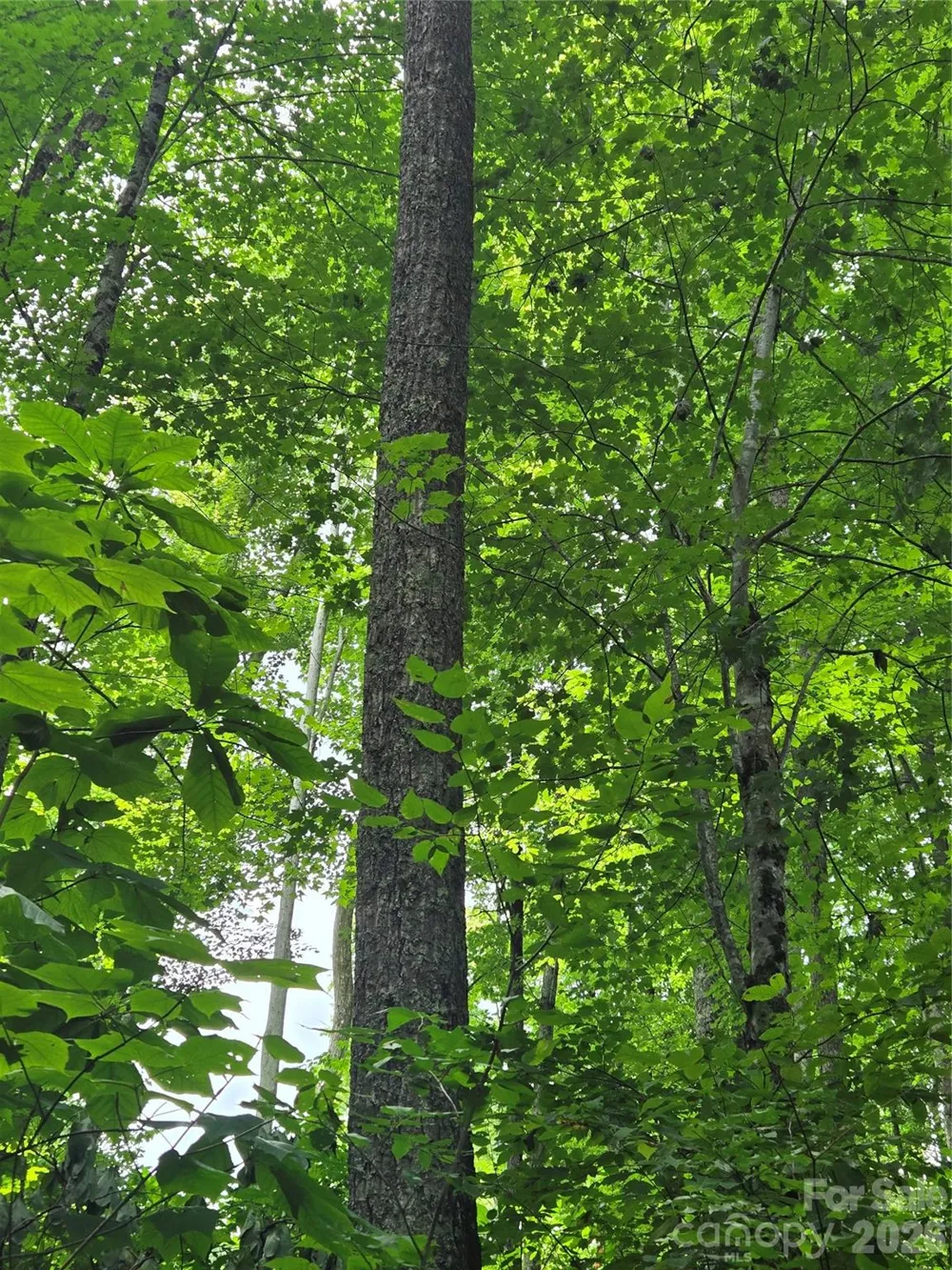 108 Tenderfoot Trail #108 & 109 Maggie Valley, NC 28751