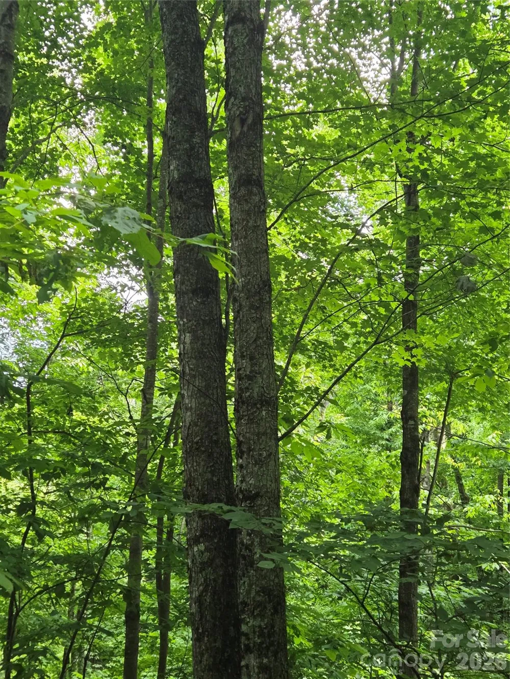 108 Tenderfoot Trail #108 & 109 Maggie Valley, NC 28751