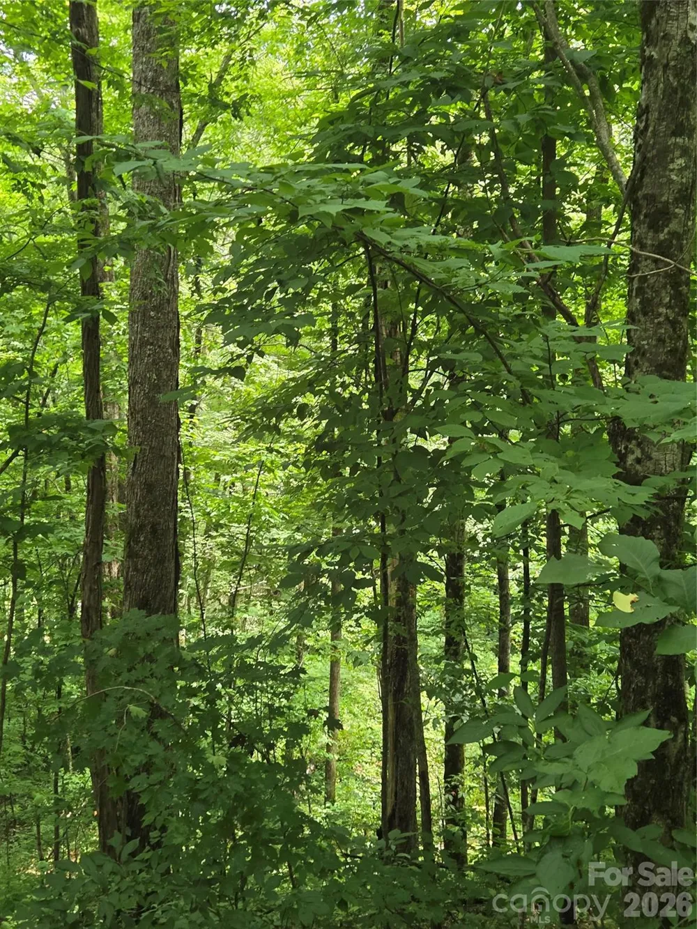 108 Tenderfoot Trail #108 & 109 Maggie Valley, NC 28751
