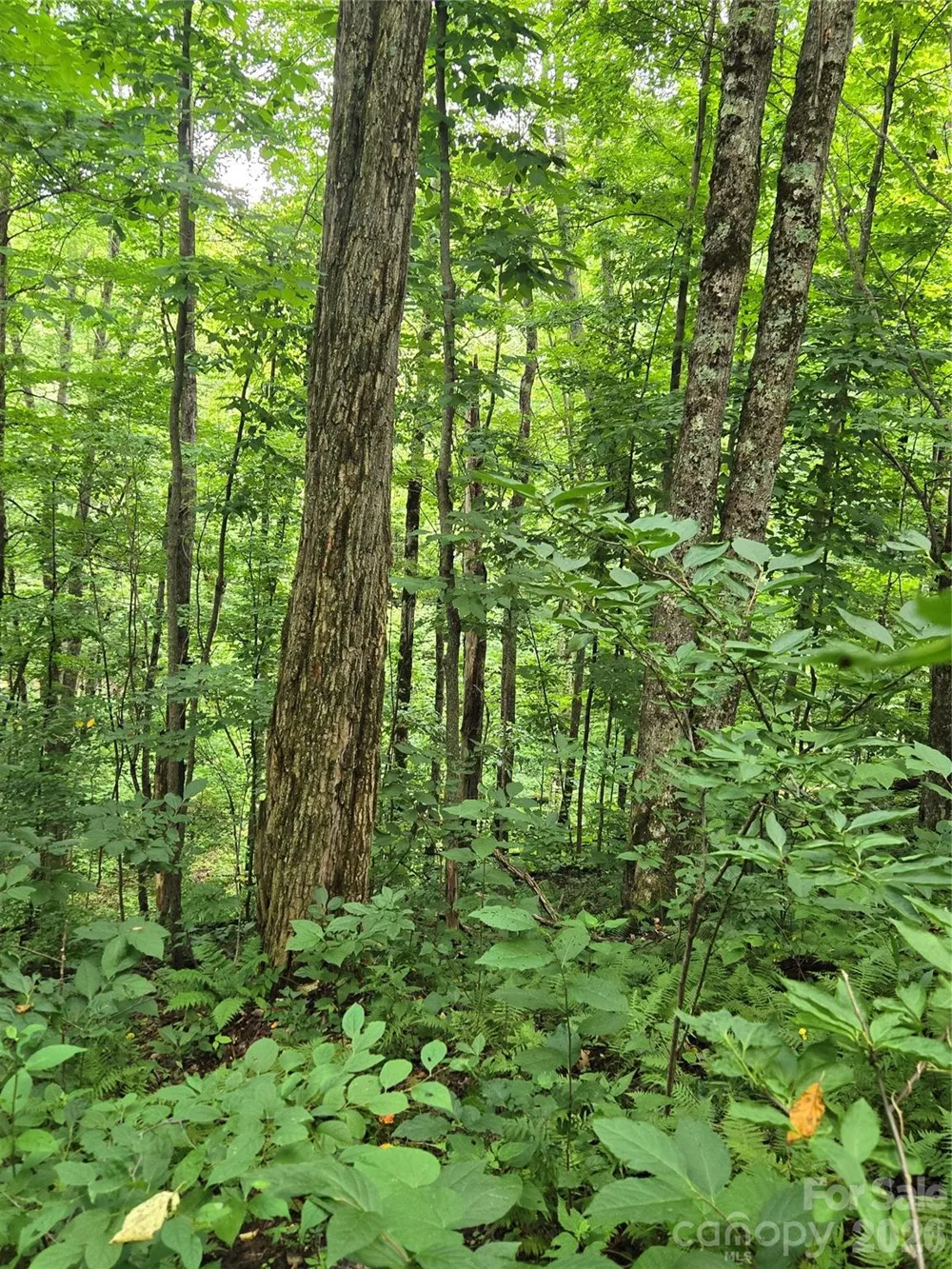 108 Tenderfoot Trail #108 & 109 Maggie Valley, NC 28751
