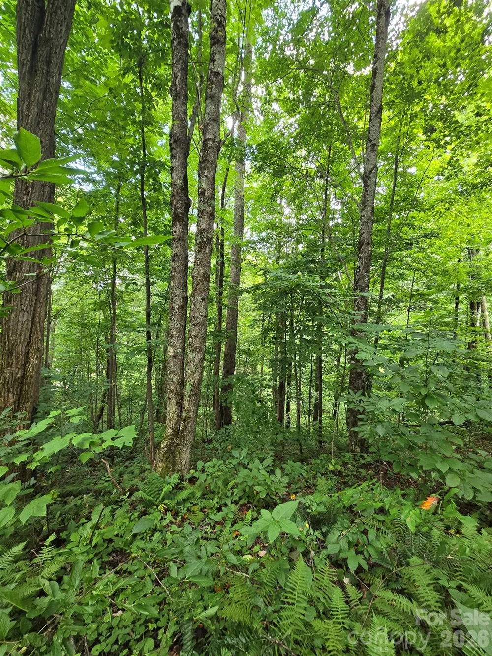 108 Tenderfoot Trail #108 & 109 Maggie Valley, NC 28751