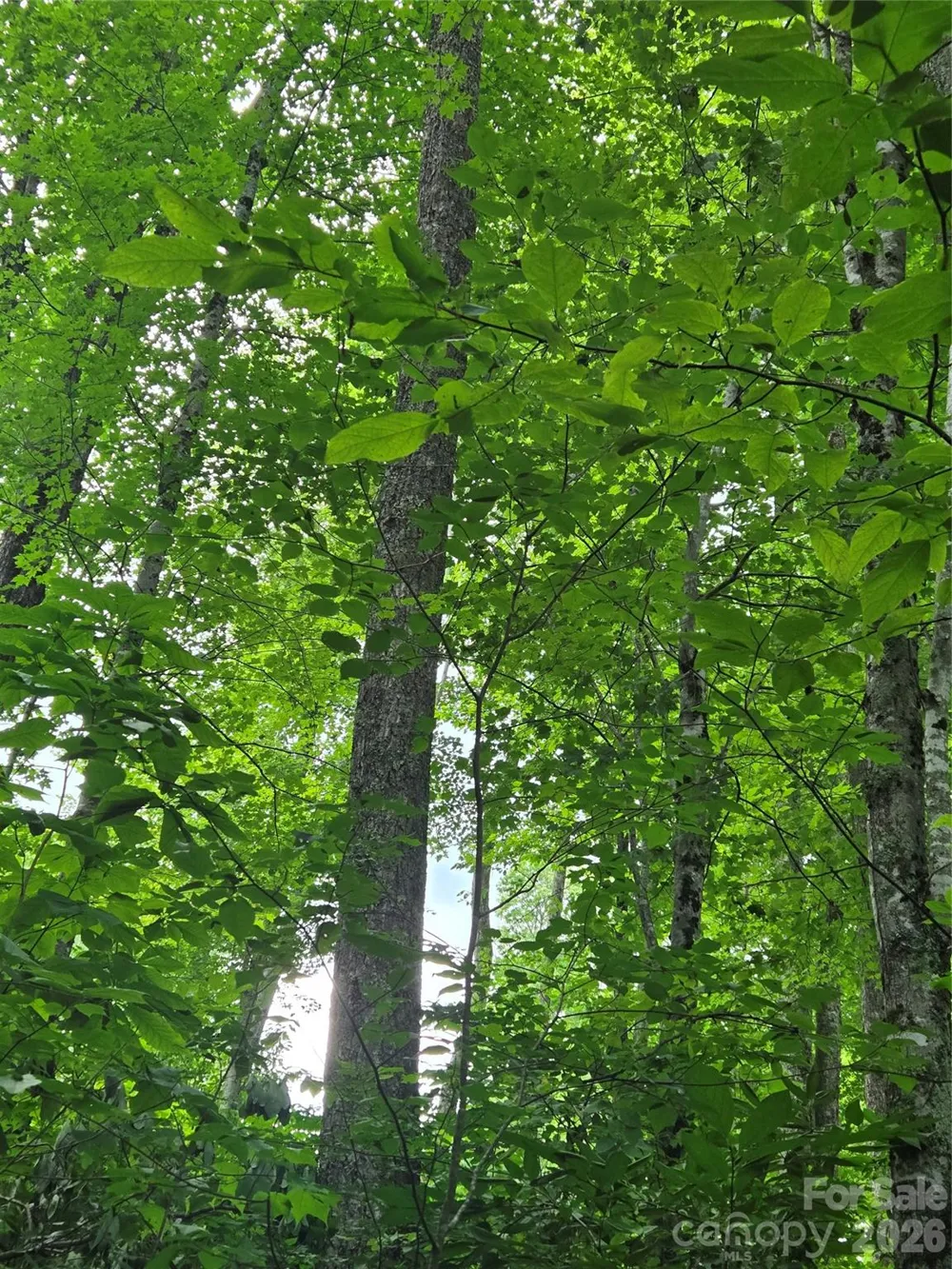108 Tenderfoot Trail #108 & 109 Maggie Valley, NC 28751