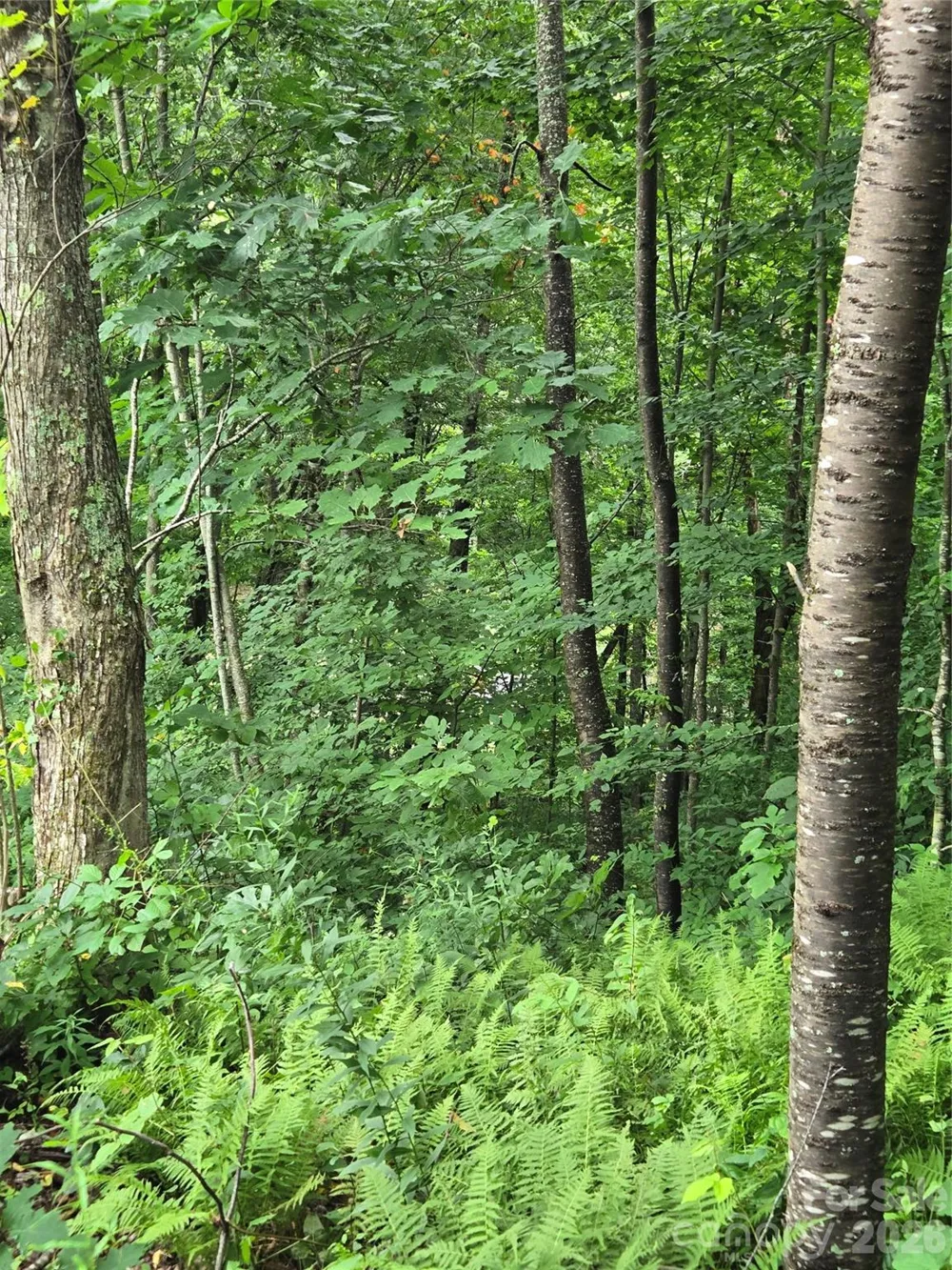 108 Tenderfoot Trail #108 & 109 Maggie Valley, NC 28751