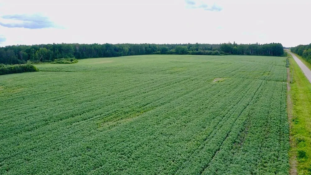 _ County Road 19 Roseau, MN 56751