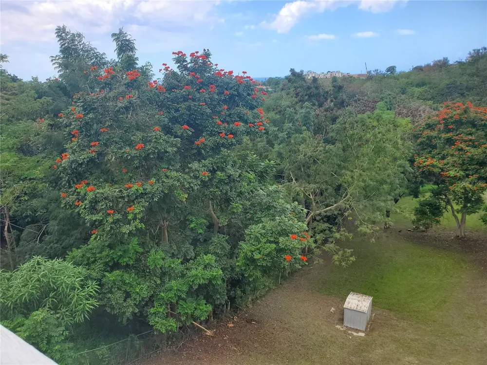 Carr. 115 SECTOR SOTO ROAD Rincon, PR 00677