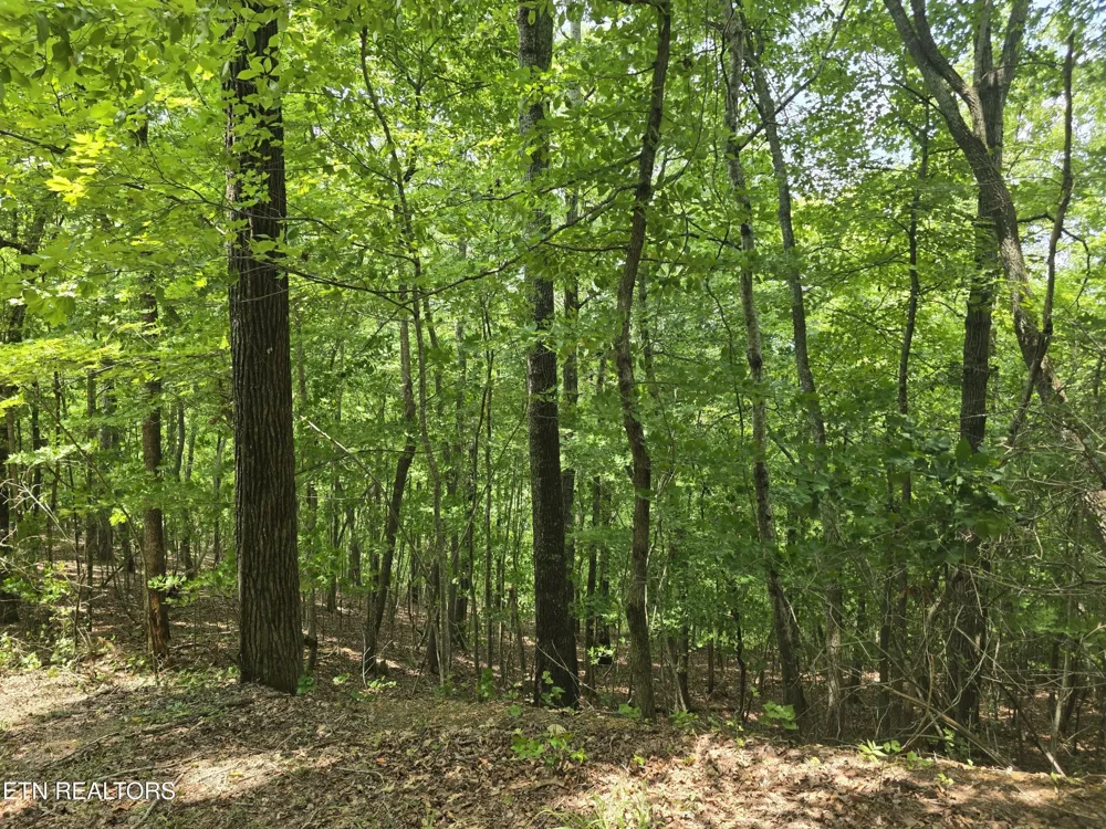22 Twin Feathers Dr Rockwood, TN 37854