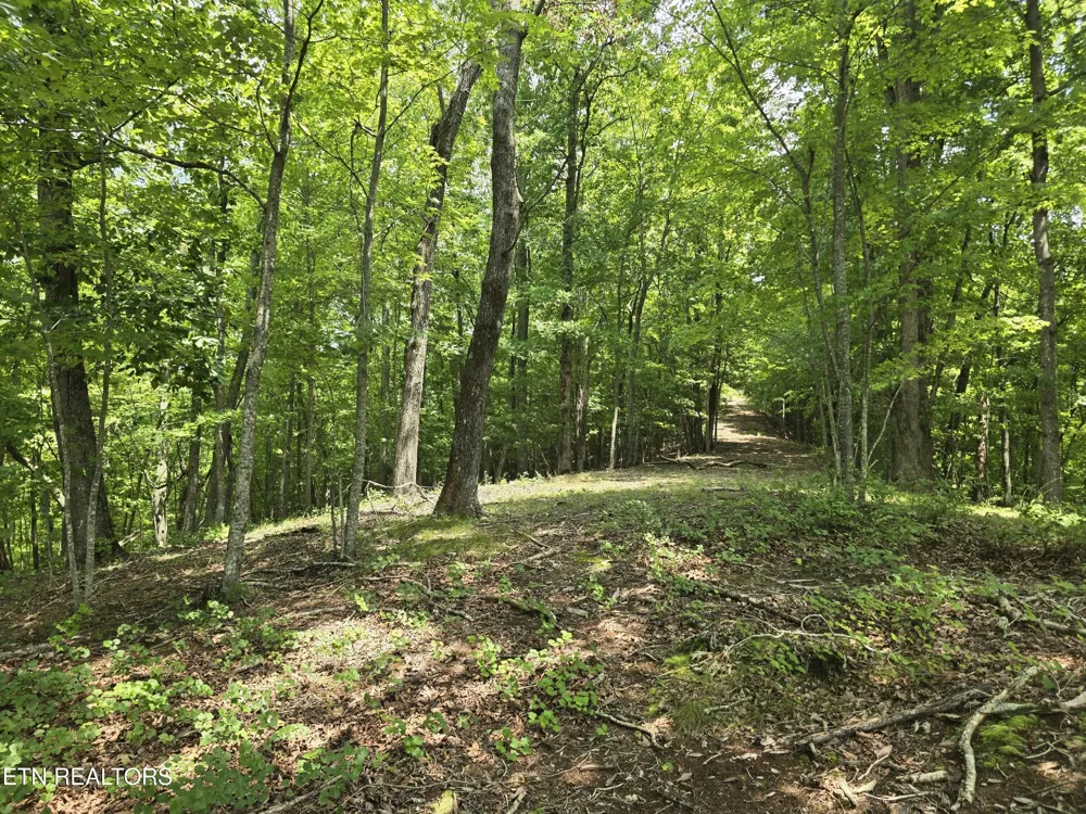 22 Twin Feathers Dr Rockwood, TN 37854