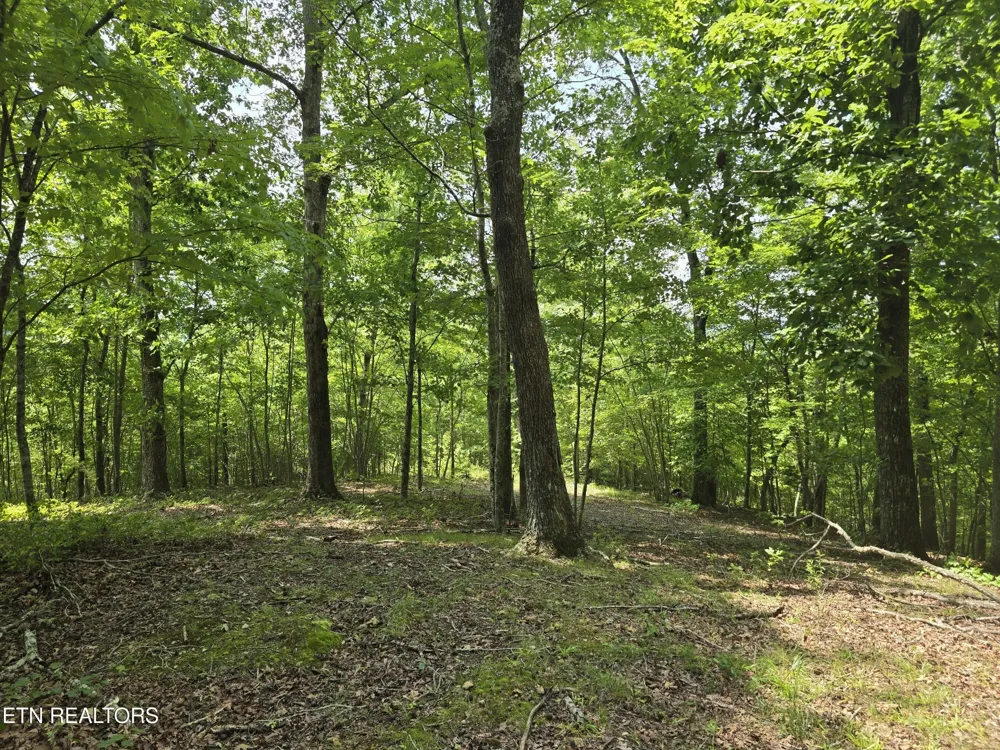 22 Twin Feathers Dr Rockwood, TN 37854
