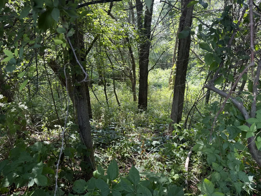 1306 122nd Avenue Watson Township, MI 49328