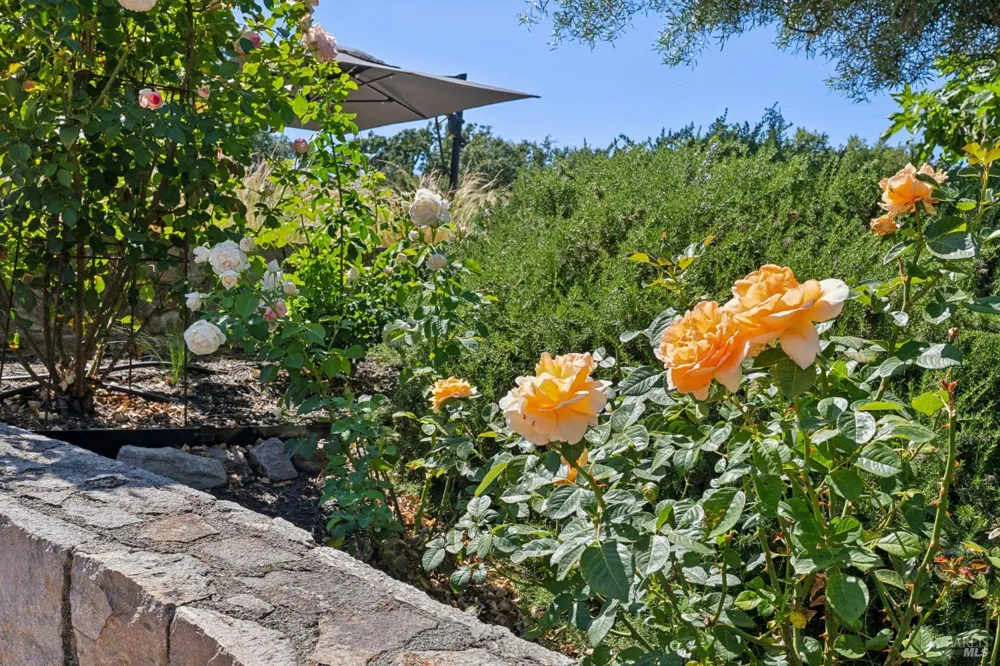 1297 Leaning Oak Drive Napa, CA 94558