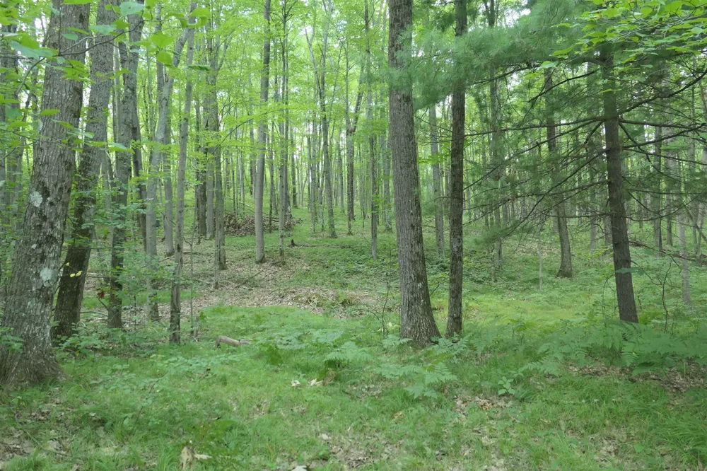 3420 Bungo Trail Lincoln Township, MI 48625