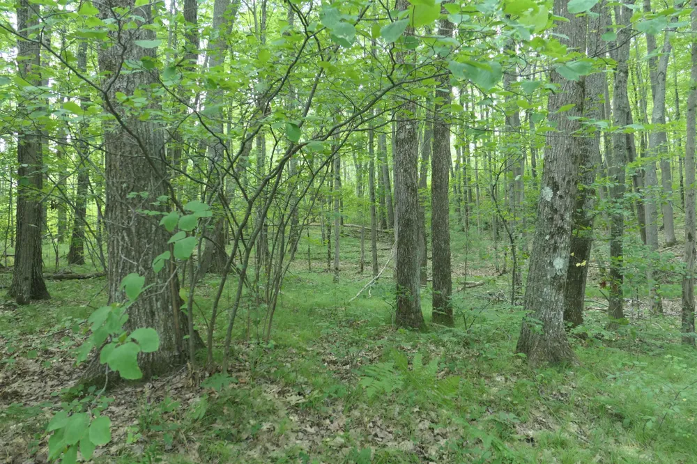 3420 Bungo Trail Lincoln Township, MI 48625