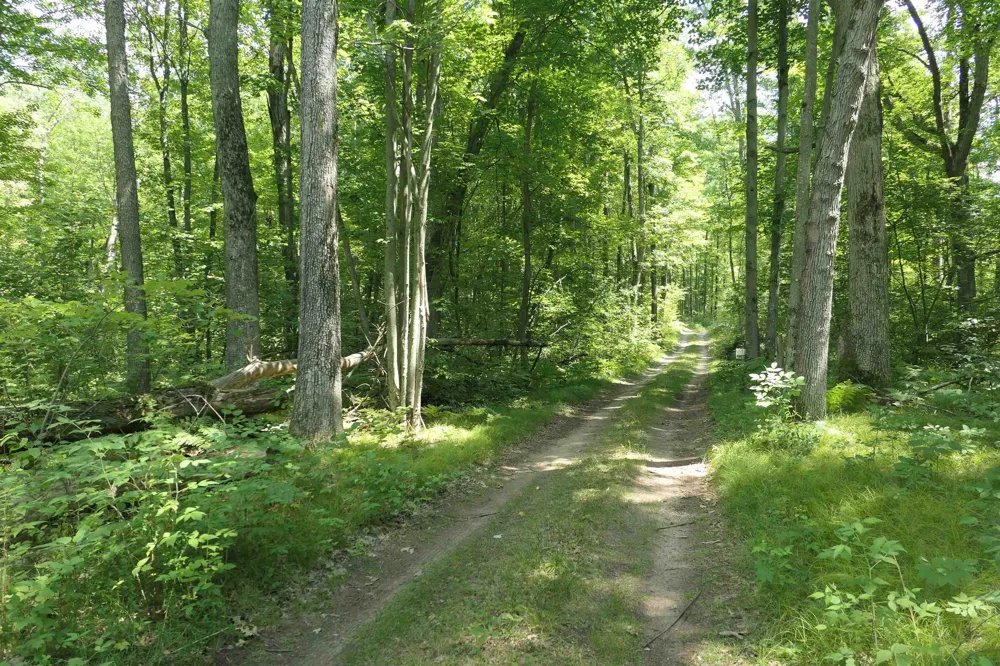 3420 Bungo Trail Lincoln Township, MI 48625