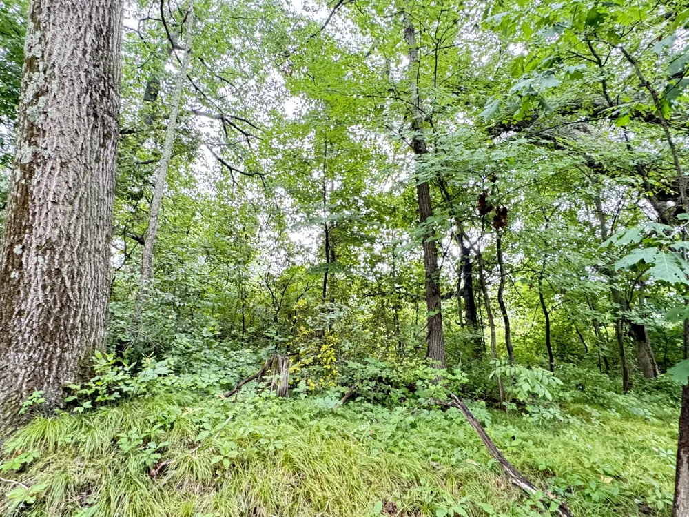 1246 S Locust Avenue White Cloud, MI 49349