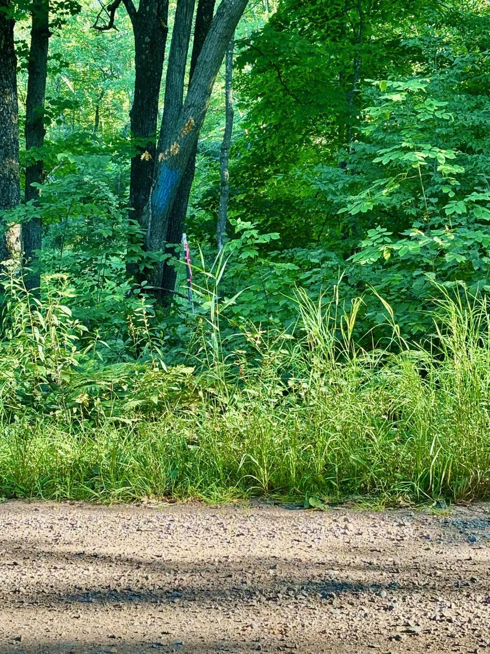 TBD Chippewa Trail Luck, WI 54853