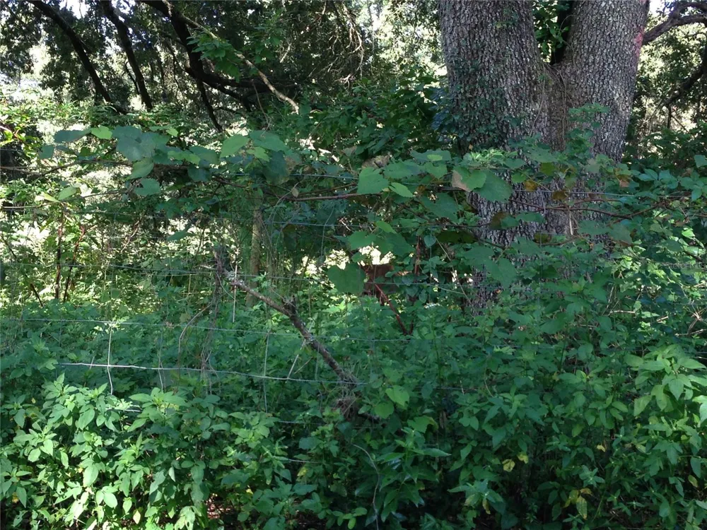 0 SE 150TH FOREST 02, #3,  SE 150TH STREET Umatilla, FL 32784