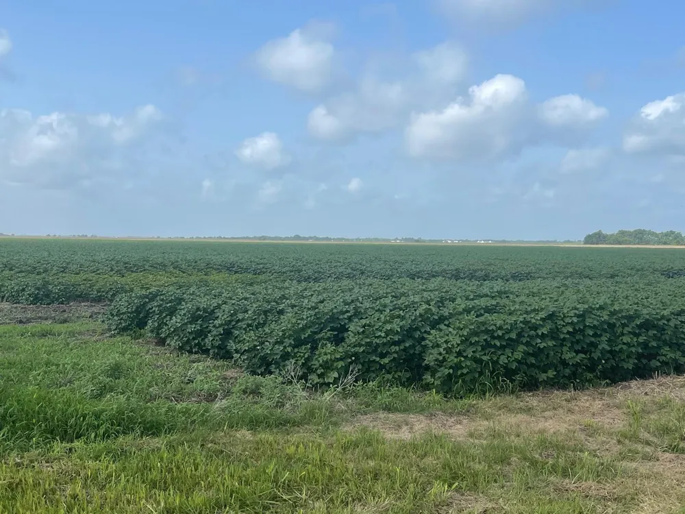 10815 Koym Road Beasley, TX 77417
