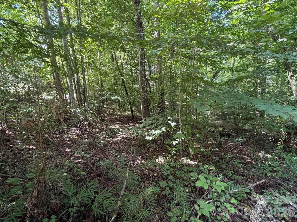 0 Beechtree Circle Rutherfordton, NC 28139