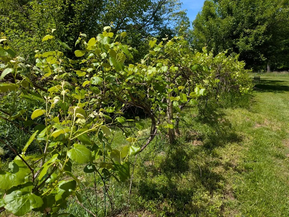 169 E Vineyard Road Hayesville, NC 28904