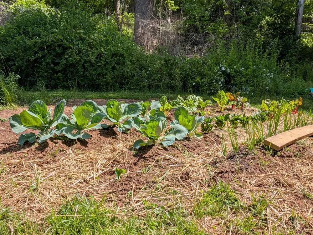 169 E Vineyard Road Hayesville, NC 28904