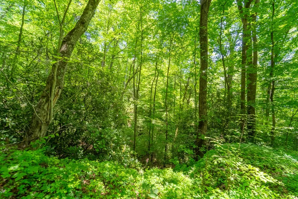 Indian Flats Dr Sylva, NC 28779