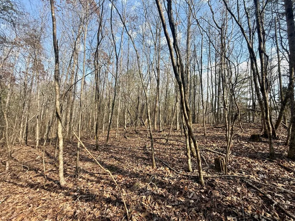 Ware Farms Road Spring City, TN 37381