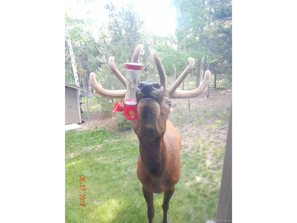 9228 Black Mountain Drive Conifer, CO 80433