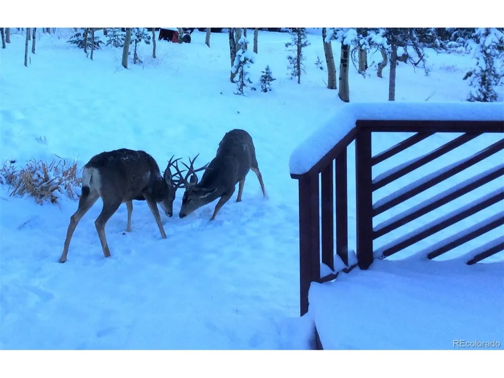9228 Black Mountain Drive Conifer, CO 80433