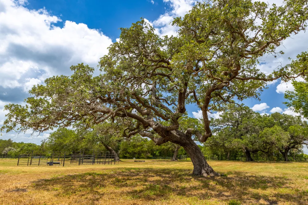 2160 Baca Loop Flatonia, TX 78941