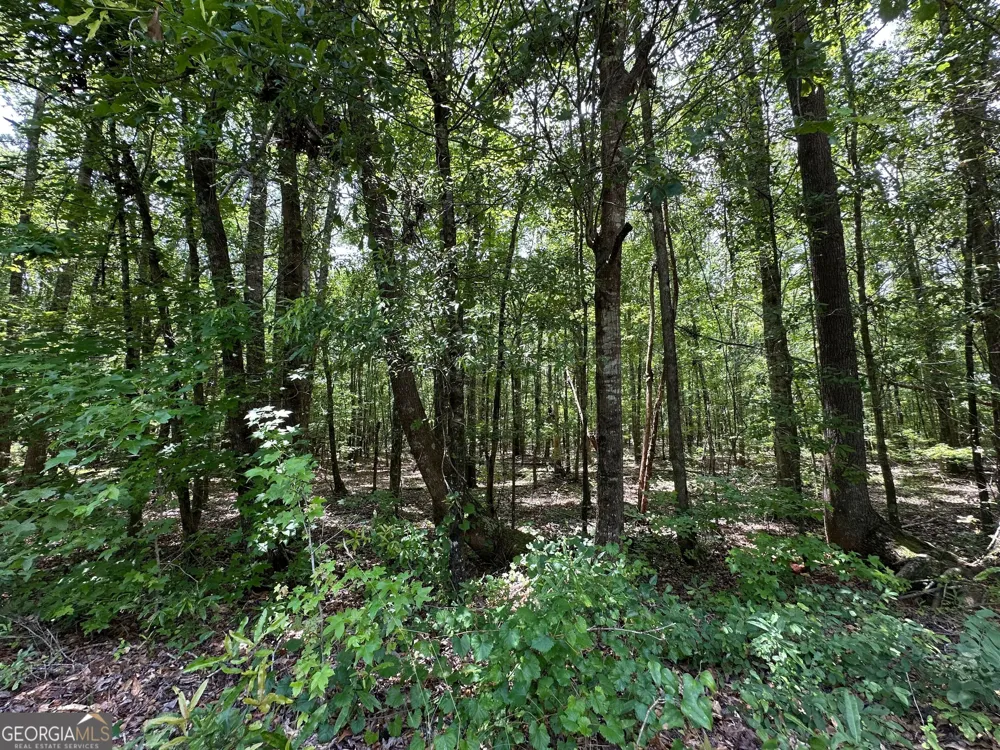 9.82 +/- ACRES Springfield RD Sparta, GA 31087