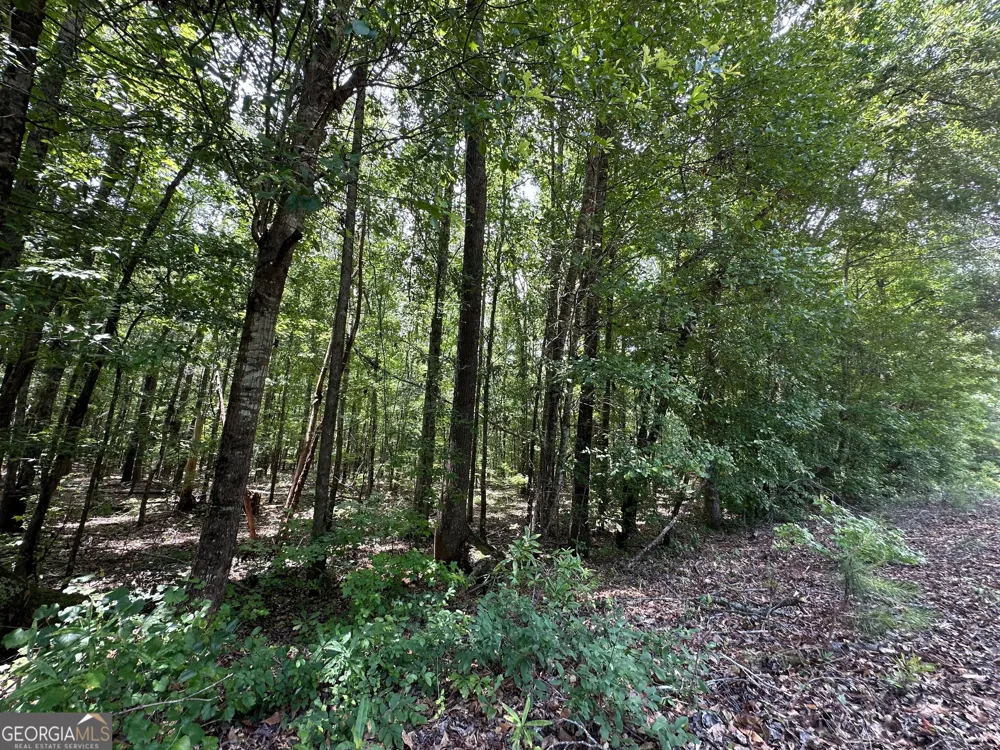 9.82 +/- ACRES Springfield RD Sparta, GA 31087