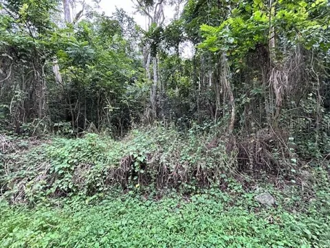 Bo. Candelaria PR 647 CAMPO NUEVO -AZUCENA ST. ##1