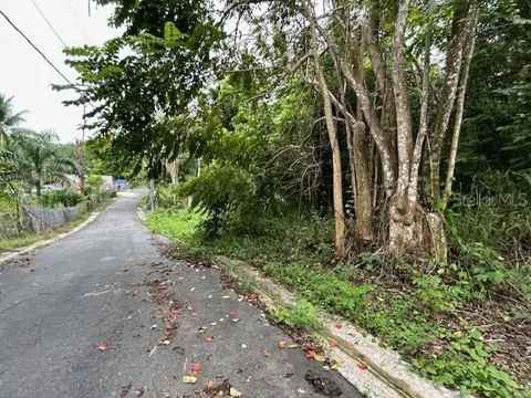CAMPO NUEVO-AZUCENA 2