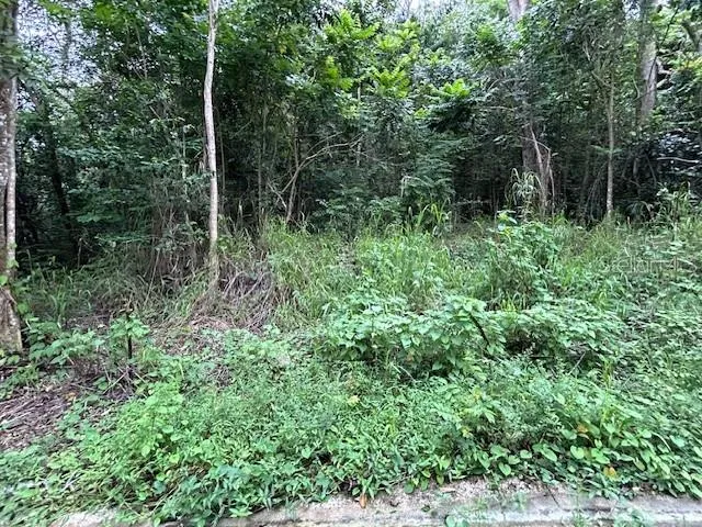 CAMPO NUEVO-AZUCENA 2 Vega Alta, PR 00692