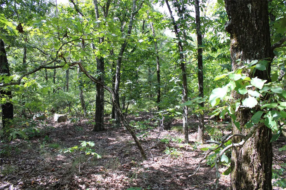 Buffalo Mountain Rd. Talihina, OK 74571