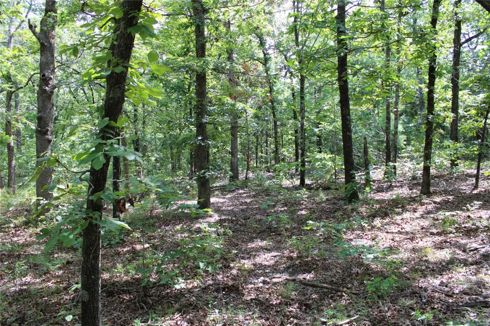 Buffalo Mountain Rd. Talihina, OK 74571