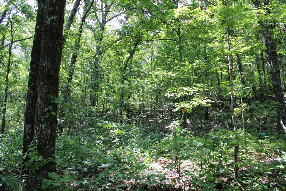Buffalo Mountain Rd. Talihina, OK 74571