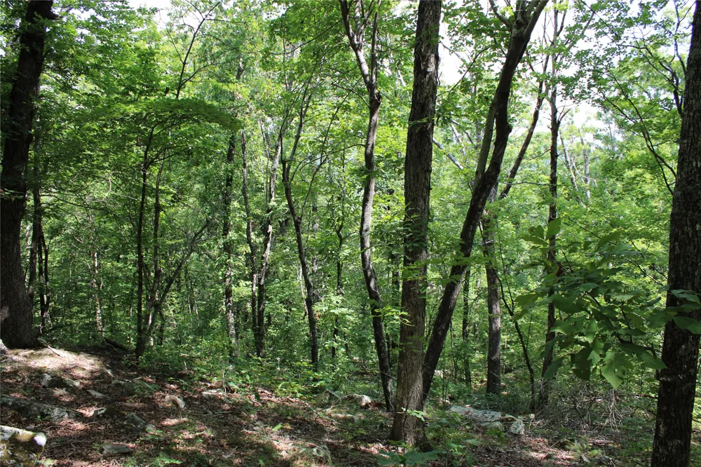 Buffalo Mountain Rd. Talihina, OK 74571