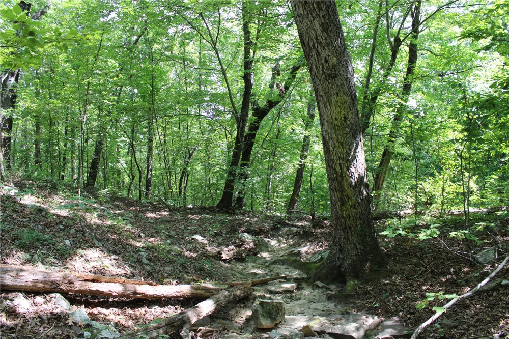 Buffalo Mountain Rd. Talihina, OK 74571