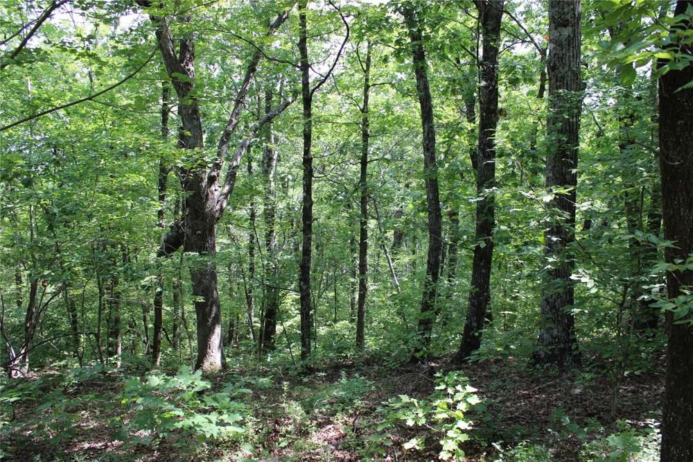 Buffalo Mountain Rd. Talihina, OK 74571