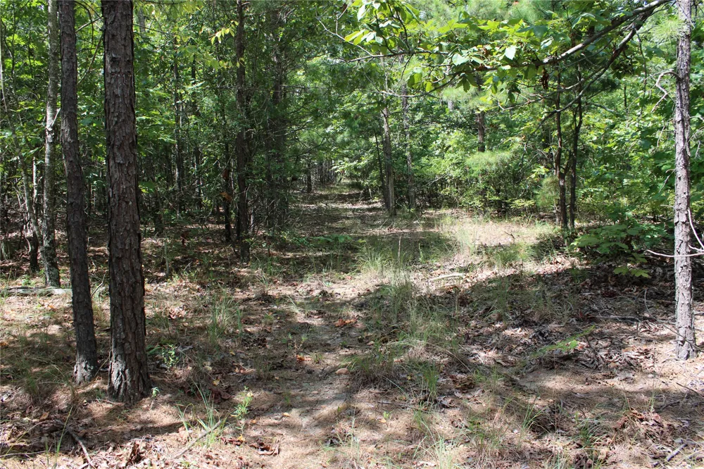Buffalo Mountain Rd. Talihina, OK 74571