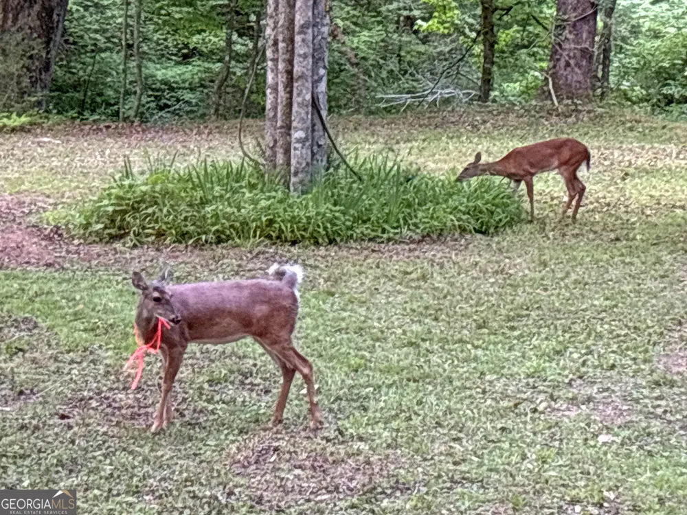 LT 5 Spiva Cove RD Blairsville, GA 30512