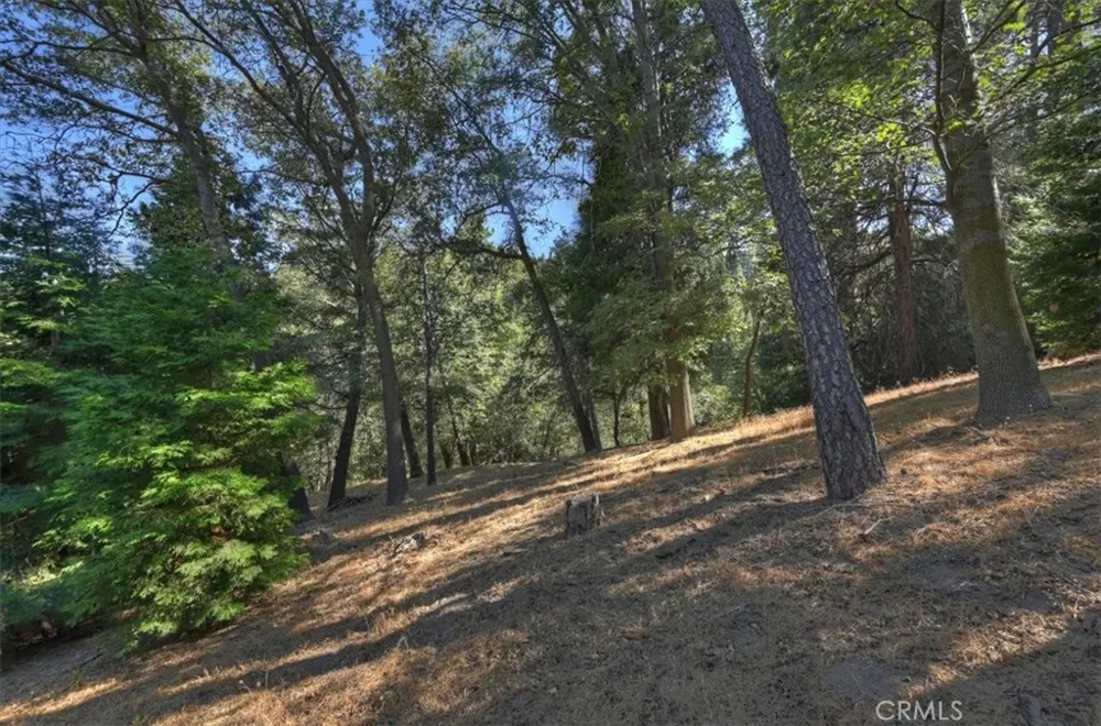 Pine Cedarpines Park, CA 92322