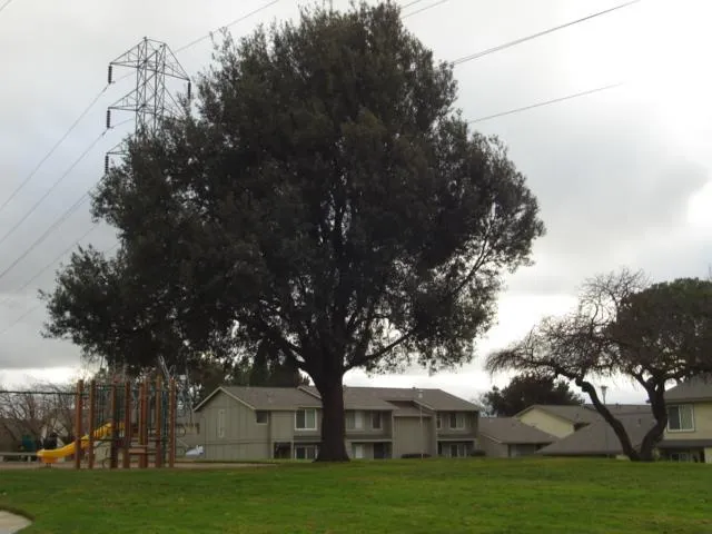 3302 Cannongate Court San Jose, CA 95121