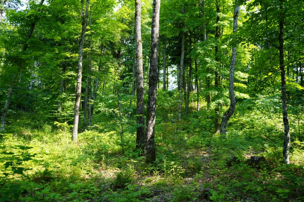 Lot 20 Little Smoky Lk Est Iron River, MI 49935