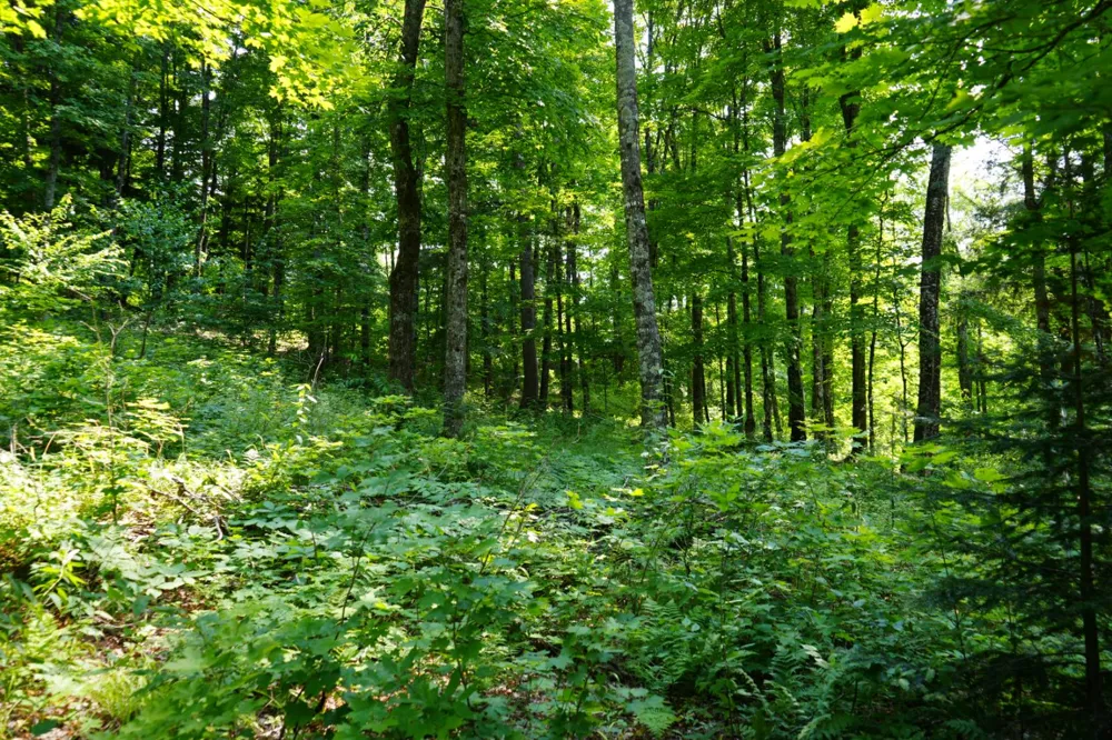 Lot 20 Little Smoky Lk Est Iron River, MI 49935