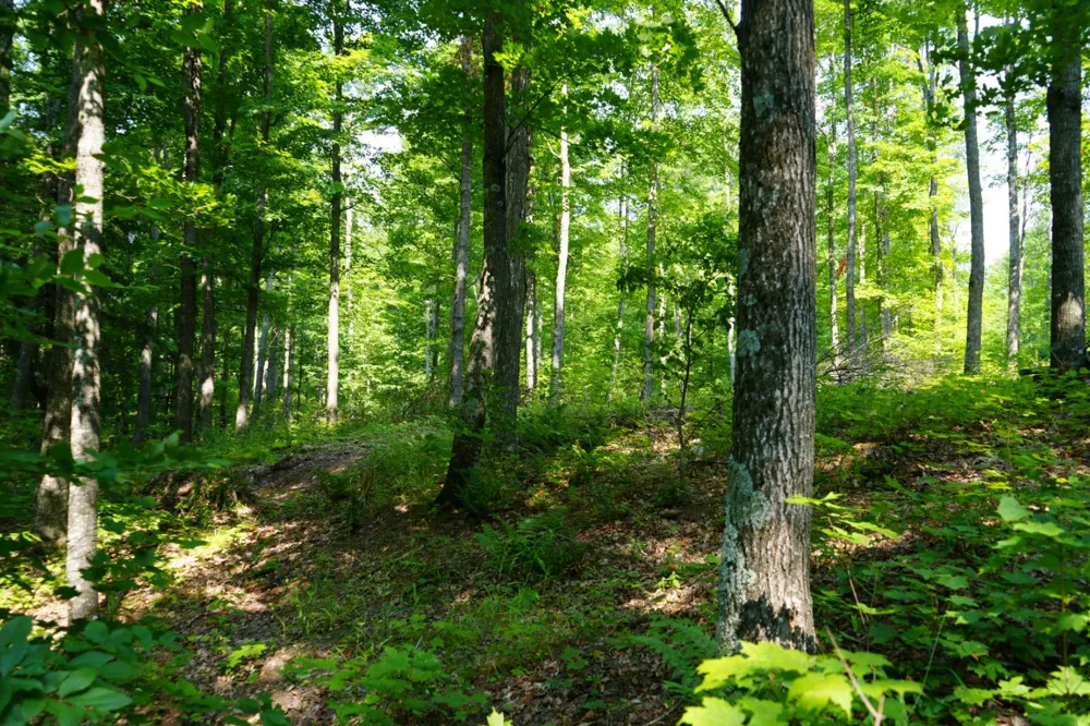 Lot 20 Little Smoky Lk Est Iron River, MI 49935