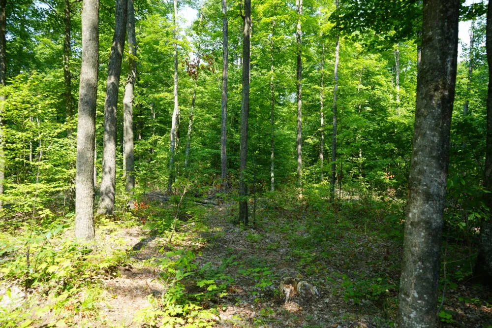 Lot 20 Little Smoky Lk Est Iron River, MI 49935